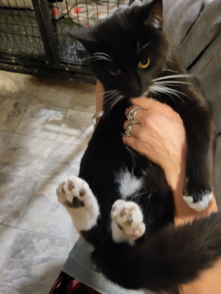 Sylvester, an adoptable Domestic Short Hair in Thatcher, AZ, 85552 | Photo Image 1