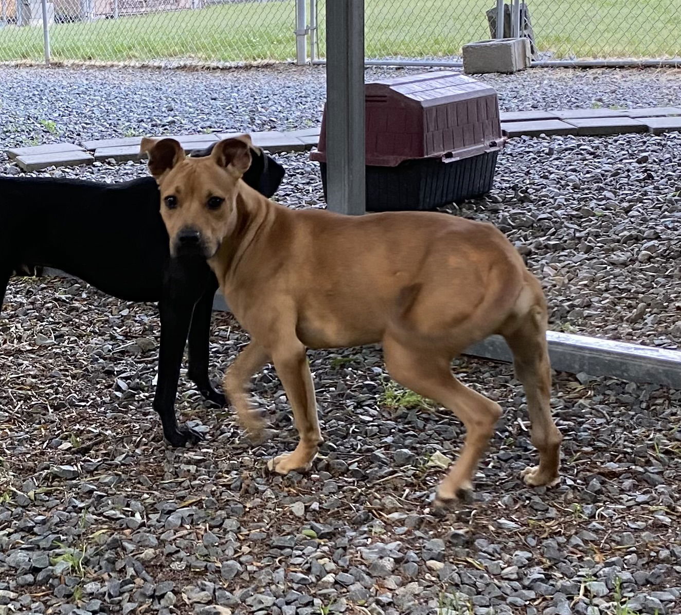 Burgh, an adoptable Bull Terrier in Albemarle, NC, 28001 | Photo Image 2