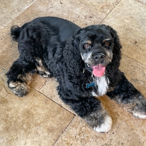 Cape Coral Animal Shelter shares story of Stanley the dog