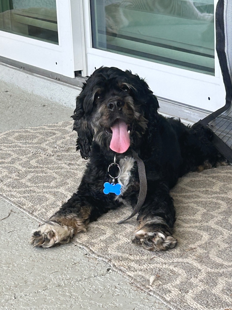 Cape Coral Animal Shelter shares story of Stanley the dog