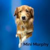 Mini Murphy