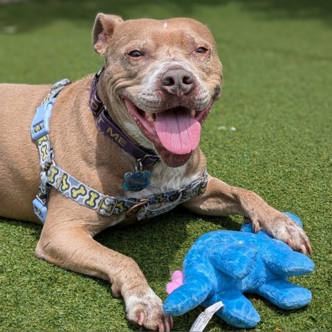 Xena, an adoptable Mixed Breed in Chicago, IL, 60647 | Photo Image 1