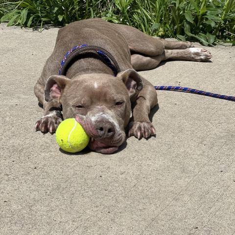 Xena, an adoptable Mixed Breed in Chicago, IL, 60647 | Photo Image 2