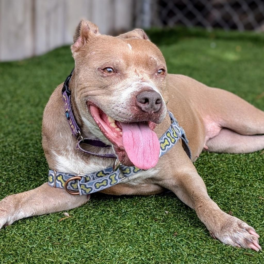 Xena, an adoptable Mixed Breed in Chicago, IL, 60647 | Photo Image 5