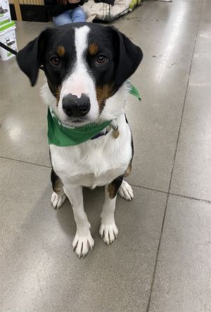 Dog for adoption - Hank, a Greater Swiss Mountain Dog & Border Collie Mix  in Euless, TX | Petfinder