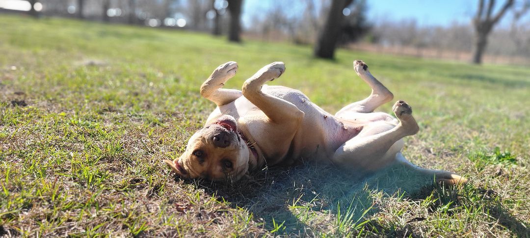 Sunshine, an adoptable Pit Bull Terrier in Wellborn, FL, 32094 | Photo Image 1