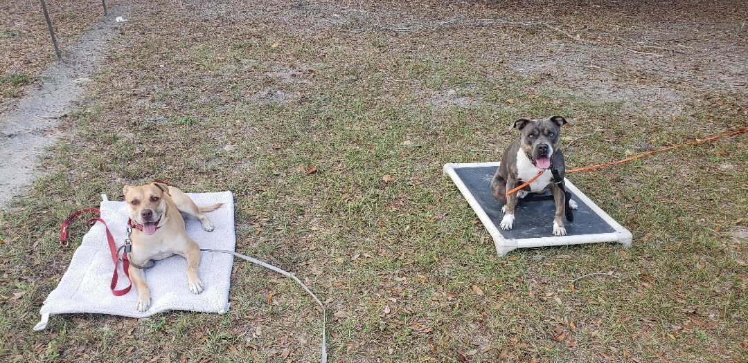 Sunshine, an adoptable Pit Bull Terrier in Wellborn, FL, 32094 | Photo Image 4