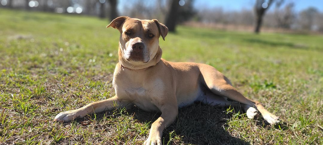 Sunshine, an adoptable Pit Bull Terrier in Wellborn, FL, 32094 | Photo Image 5