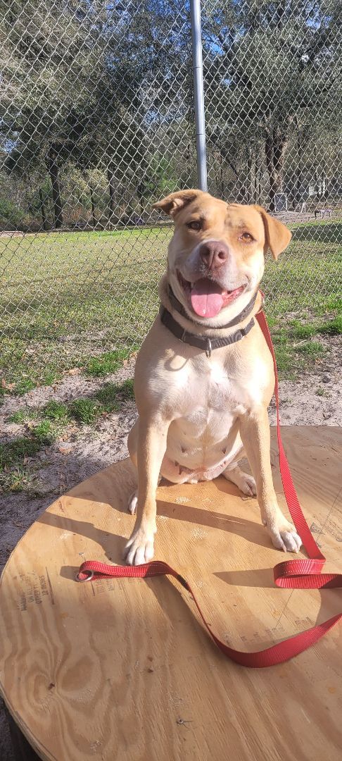 Sunshine, an adoptable Pit Bull Terrier in Wellborn, FL, 32094 | Photo Image 6