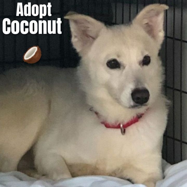 Coconut, an adopted Golden Retriever & Collie Mix in Bayside, NY_image-1