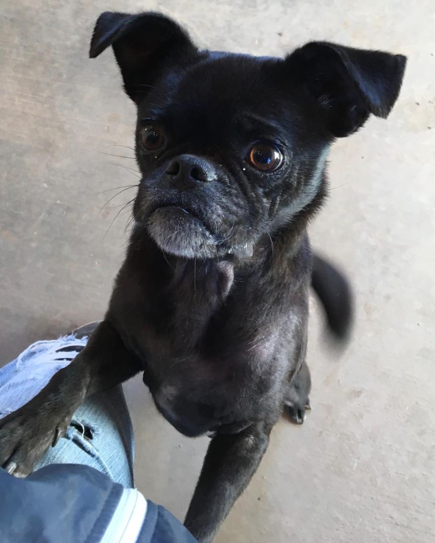 Smudge, an adoptable Pug in Post, TX, 79356 | Photo Image 1