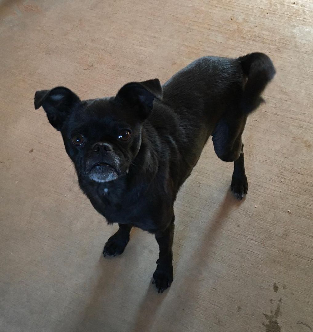 Smudge, an adoptable Pug in Post, TX, 79356 | Photo Image 2