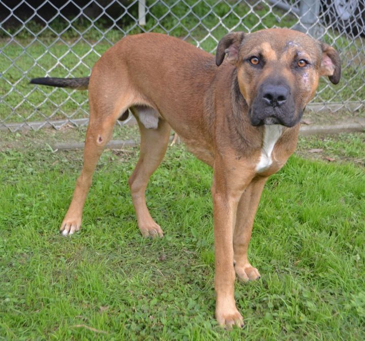 Dog for adoption Merrick a Pit Bull Terrier in Beaumont TX