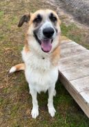 FLOYD's profile on Petfinder.com