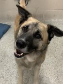 LOOMIS's profile on Petfinder.com