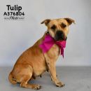 TULIP's profile on Petfinder.com