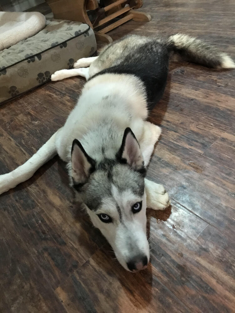 Storm, an adoptable Siberian Husky, Husky in Roseville, CA, 95747 | Photo Image 1