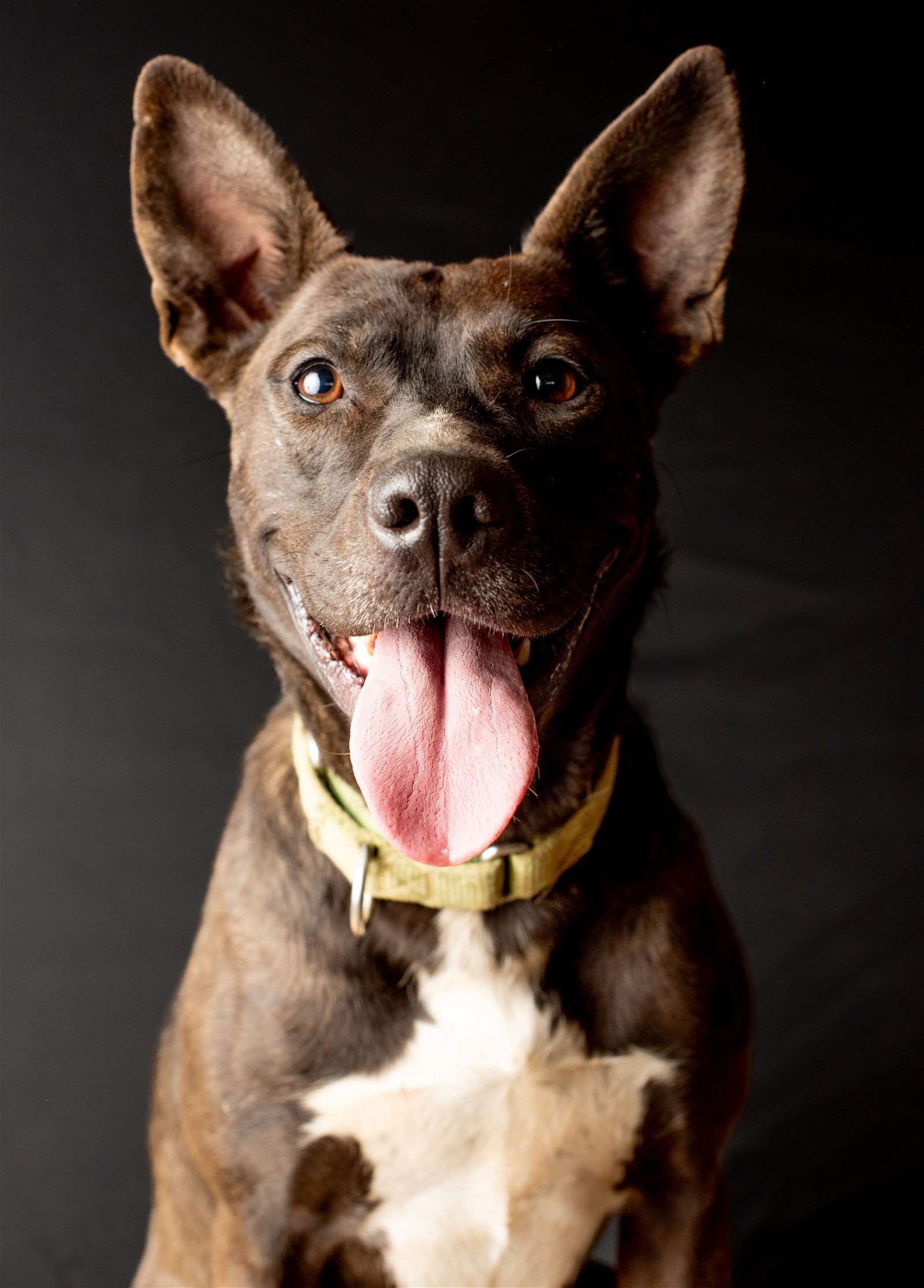 Freya, an adoptable Pit Bull Terrier in Yreka, CA, 96097 | Photo Image 1
