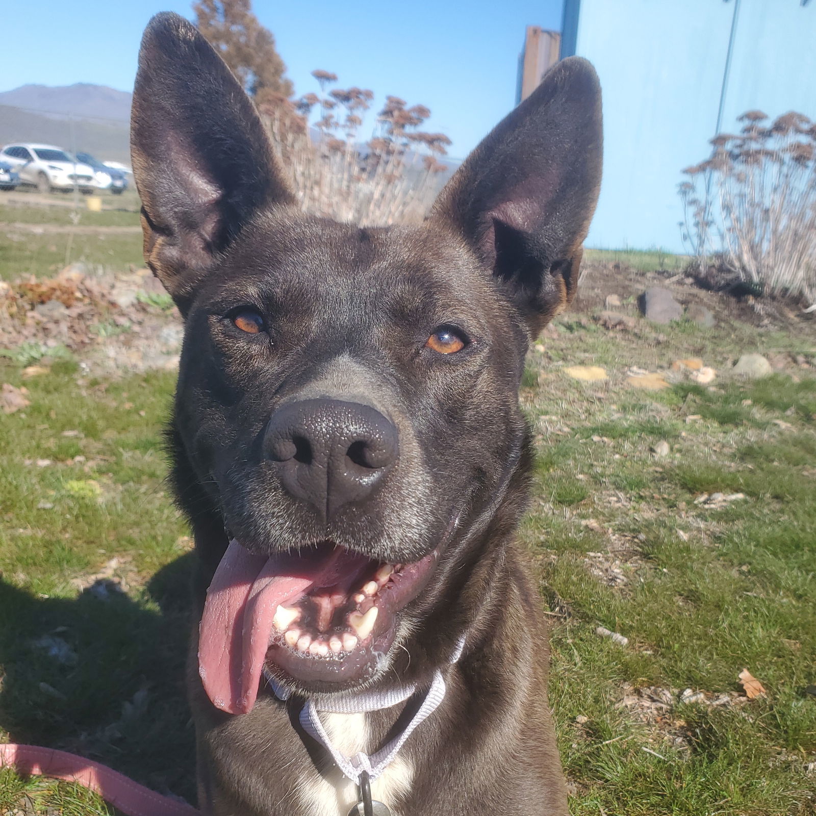 Freya, an adoptable Australian Kelpie, Dutch Shepherd in Yreka, CA, 96097 | Photo Image 1