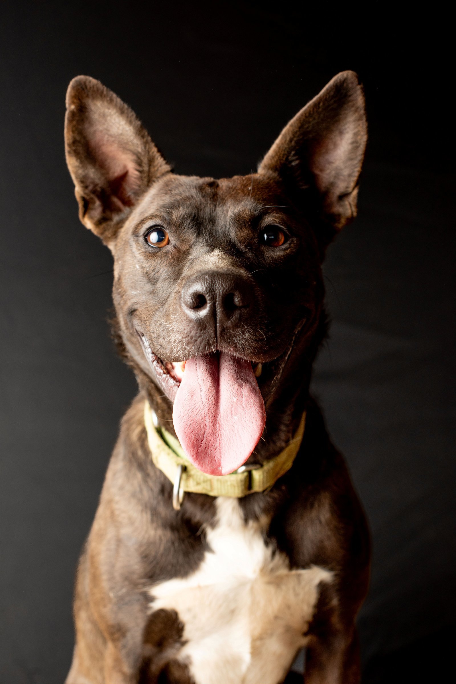 Freya, an adoptable Pit Bull Terrier in Yreka, CA, 96097 | Photo Image 2