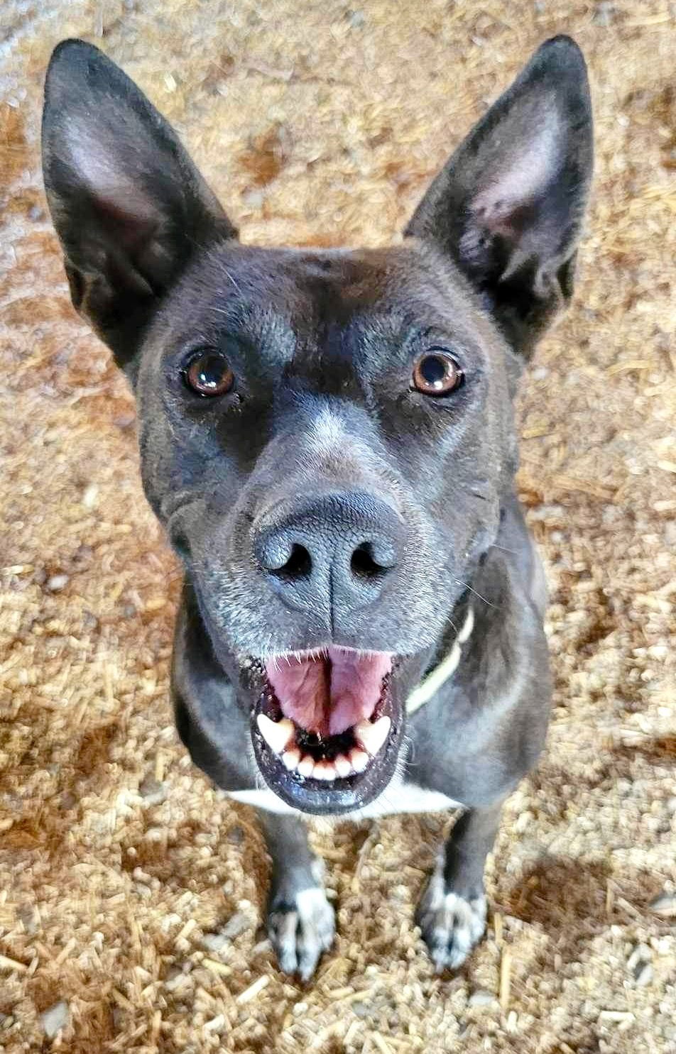 Freya, an adoptable Pit Bull Terrier in Yreka, CA, 96097 | Photo Image 2