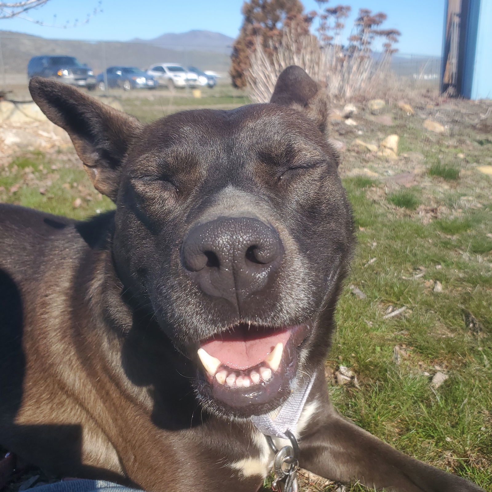 Freya, an adoptable Pit Bull Terrier in Yreka, CA, 96097 | Photo Image 2