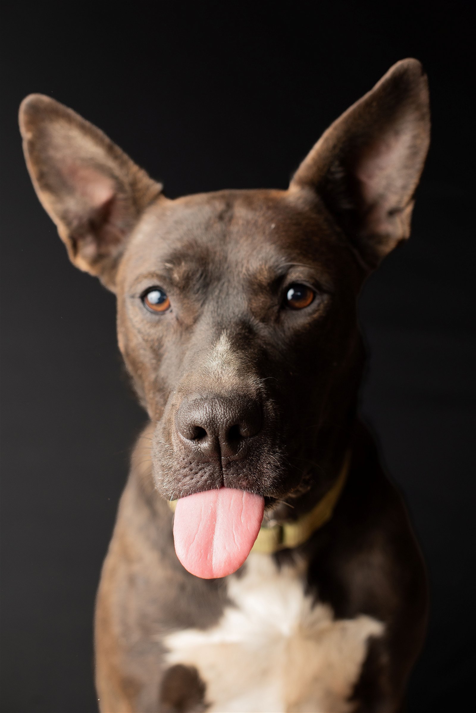 Freya, an adoptable Pit Bull Terrier in Yreka, CA, 96097 | Photo Image 3