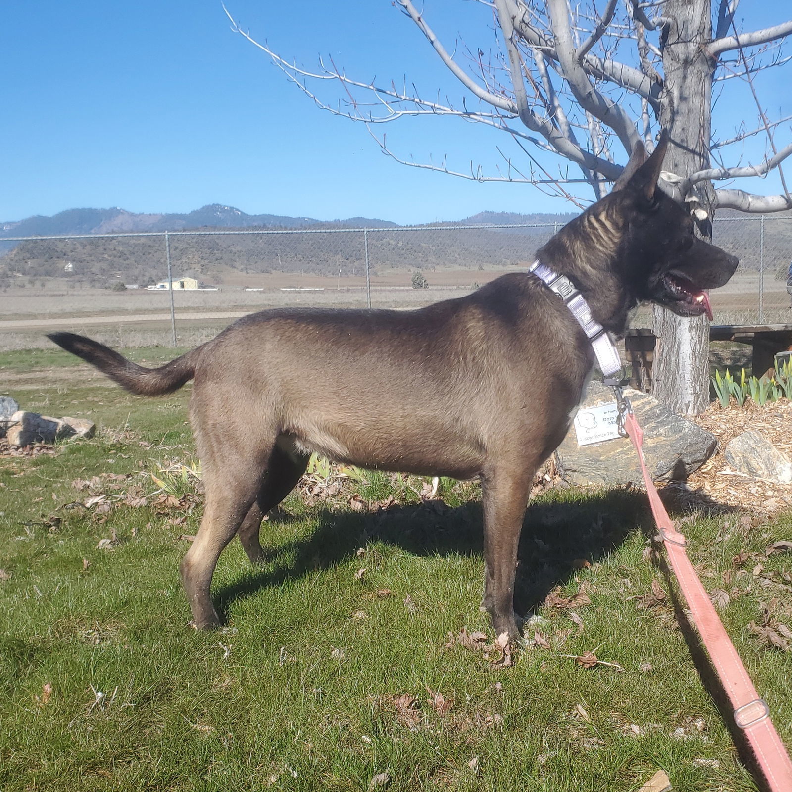Freya, an adoptable Australian Kelpie, Dutch Shepherd in Yreka, CA, 96097 | Photo Image 3