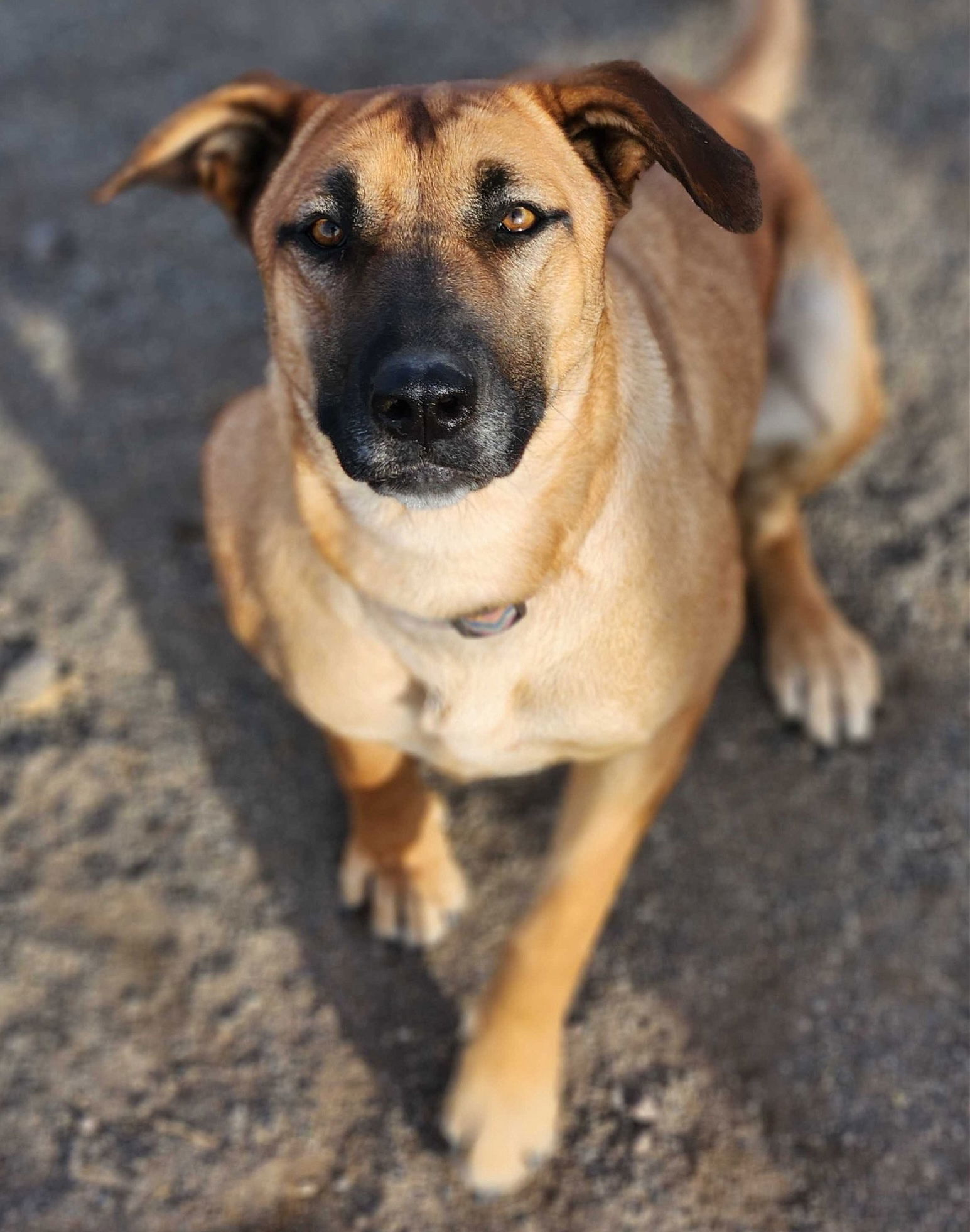 Matcha, an adoptable Shepherd in Yreka, CA, 96097 | Photo Image 1