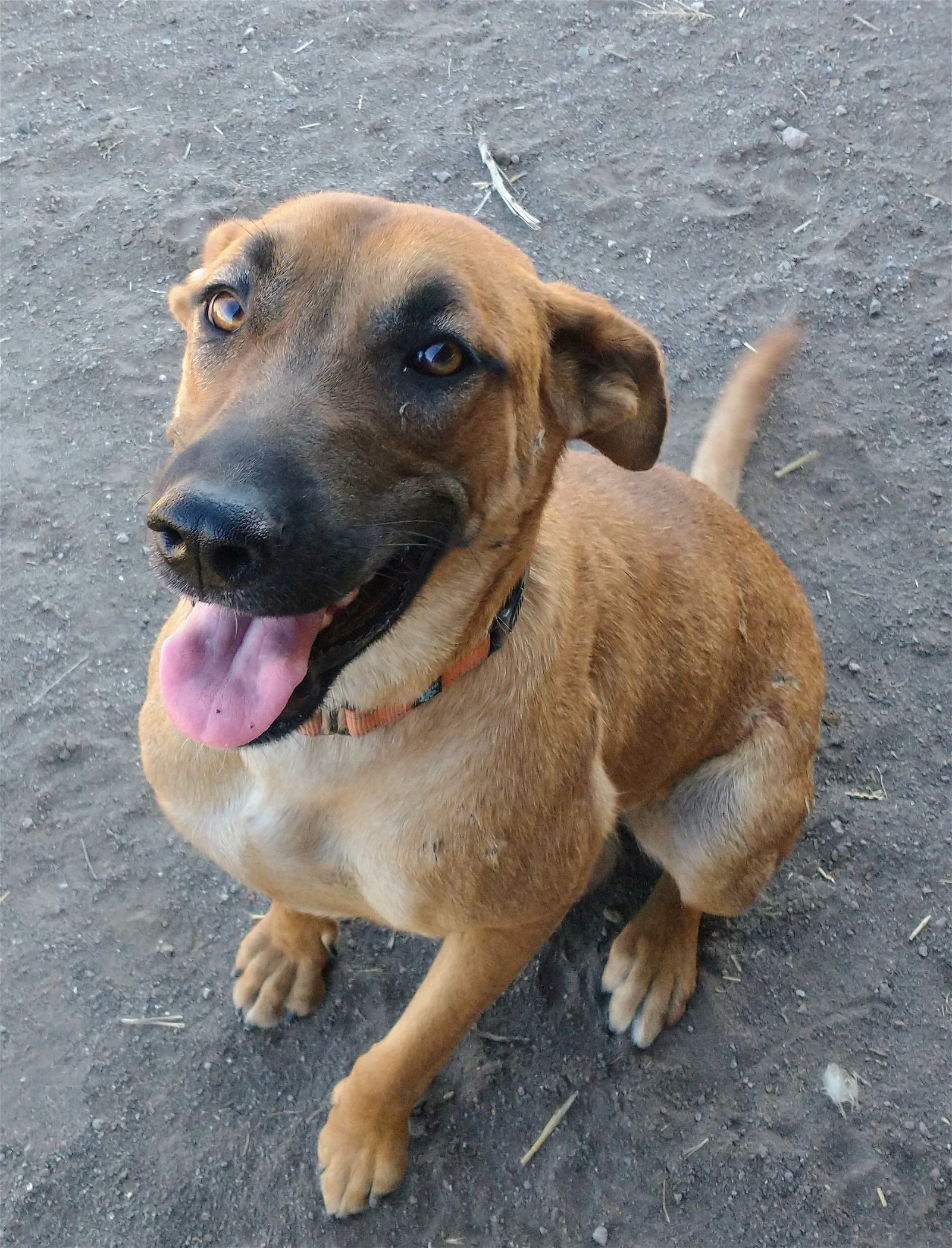 Matcha, an adoptable Mixed Breed in Yreka, CA, 96097 | Photo Image 3