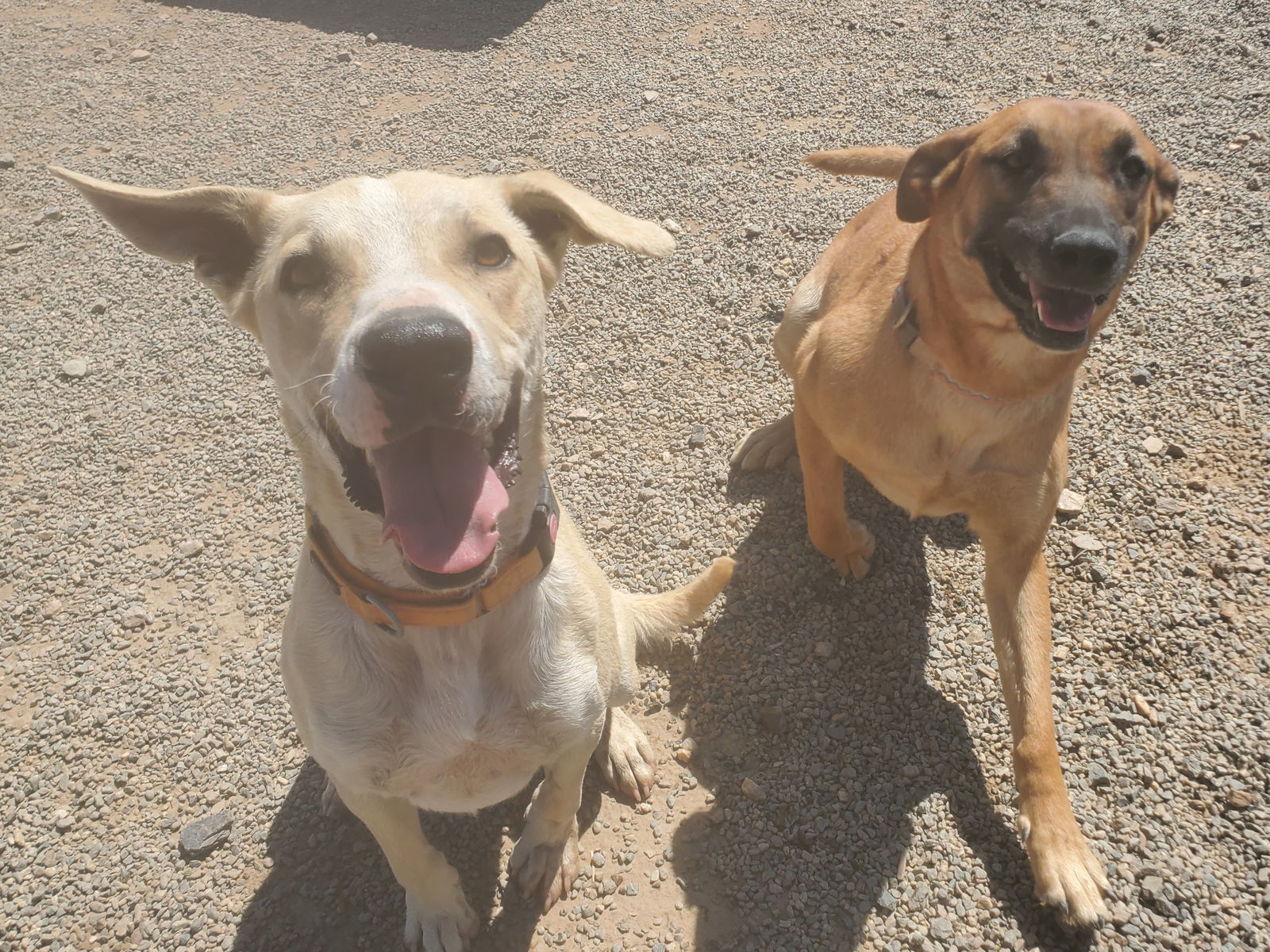 Matcha, an adoptable Shepherd in Yreka, CA, 96097 | Photo Image 3