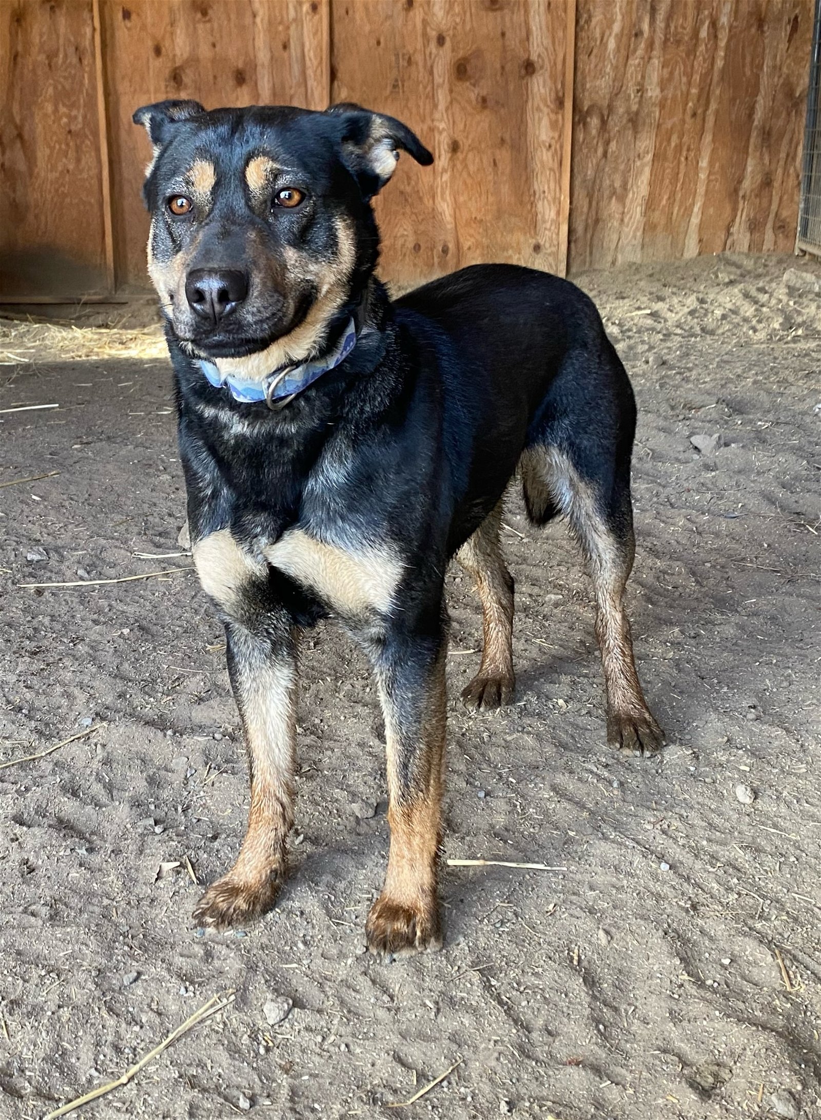 Mindy, an adoptable German Shepherd Dog in Yreka, CA, 96097 | Photo Image 2
