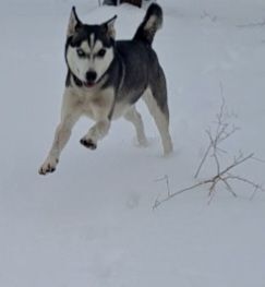 Gwen, an adoptable Siberian Husky in Yakima, WA, 98901 | Photo Image 1