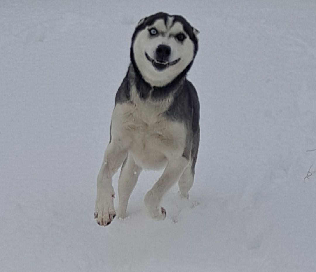Gwen, an adoptable Siberian Husky in Yakima, WA, 98901 | Photo Image 2