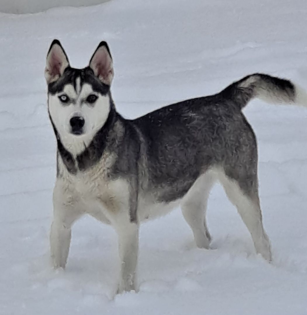 Gwen, an adoptable Siberian Husky in Yakima, WA, 98901 | Photo Image 3