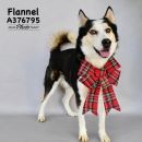 FLANNEL's profile on Petfinder.com