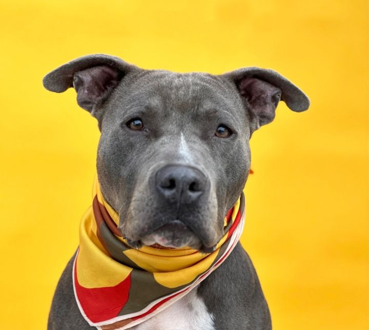 Russel, an adoptable American Staffordshire Terrier in Redondo Beach, CA_image-4