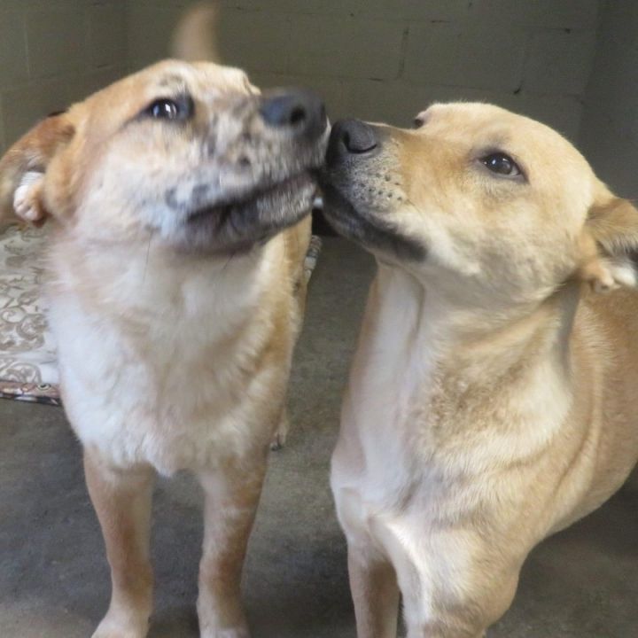 Dog for adoption - Kia & Mooch , a Carolina Dog & Australian Cattle Dog /  Blue Heeler Mix in Southaven , MS | Petfinder