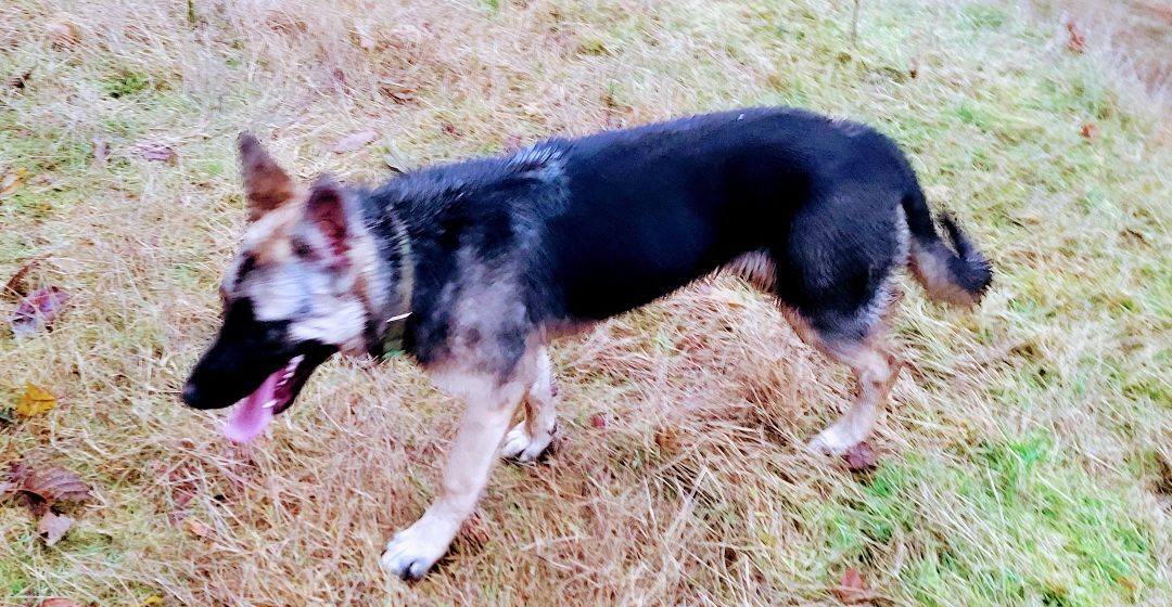 Helga, an adoptable German Shepherd Dog, Belgian Shepherd / Malinois in Tillamook, OR, 97141 | Photo Image 3
