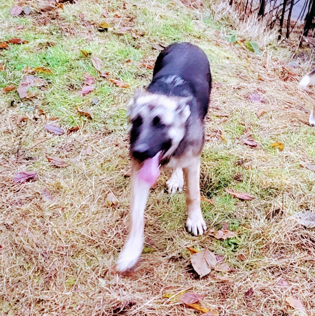 Helga, an adoptable German Shepherd Dog, Belgian Shepherd / Malinois in Tillamook, OR, 97141 | Photo Image 5