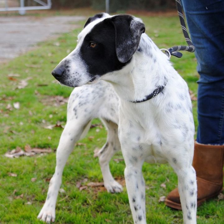 Jessica, an adoptable Pointer Mix in Anniston, AL_image-3