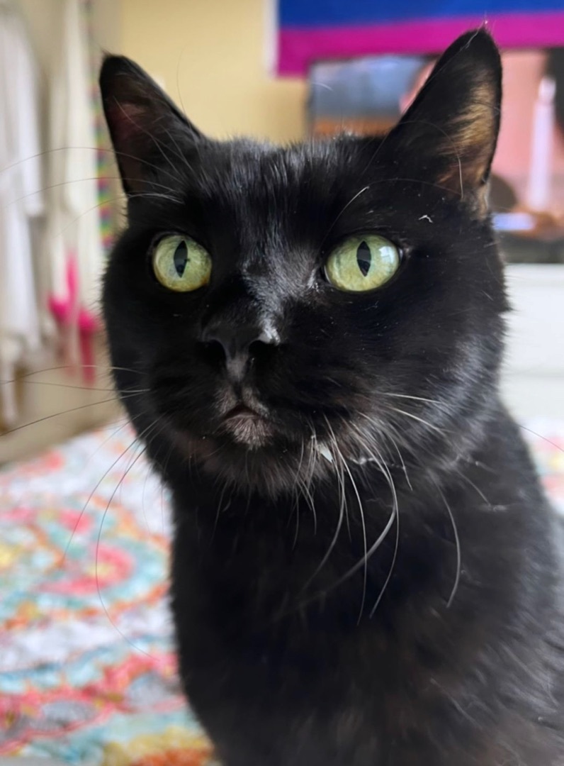 Chabby, an adoptable Domestic Short Hair in Vancouver, BC, V6K 1P8 | Photo Image 1