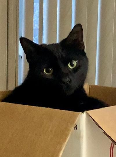 Midnight, an adoptable Domestic Short Hair Mix in Troy, MI_image-1