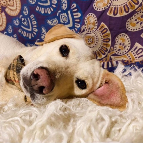 Malakay, an adoptable Yellow Labrador Retriever in San Diego, CA_image-2