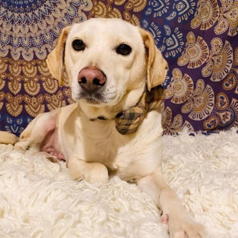 Malakay, an adoptable Yellow Labrador Retriever in San Diego, CA_image-3