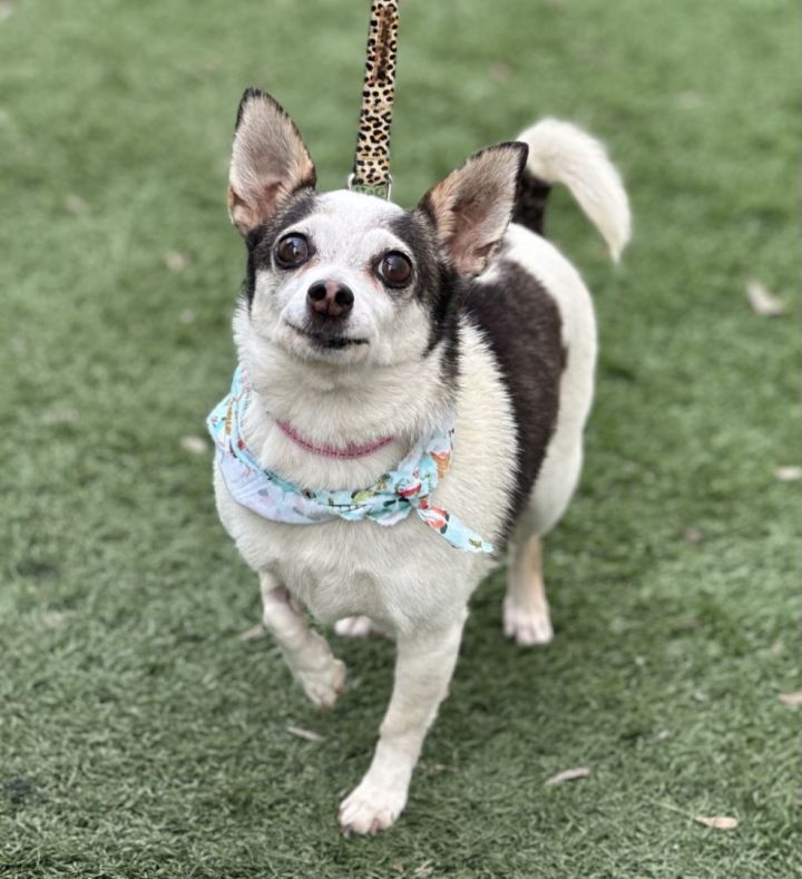 Linda, an adoptable Chihuahua in Los Alamitos, CA_image-1
