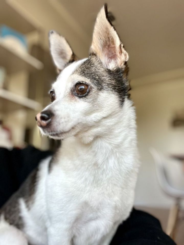 Linda, an adoptable Chihuahua in Los Alamitos, CA_image-3
