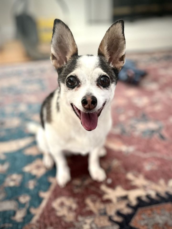 Linda, an adoptable Chihuahua in Los Alamitos, CA_image-6
