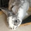 Speckles