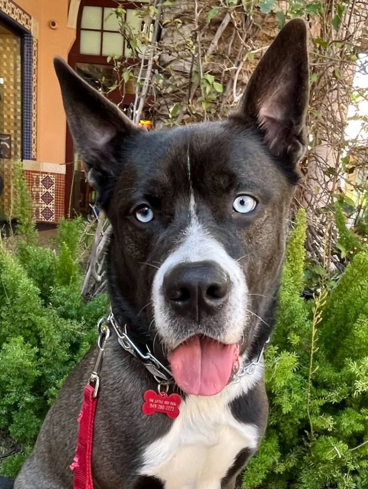 Lupin - Foster or Adopt Me!, an adoptable Border Collie & Husky Mix in Lake Forest, CA_image-1